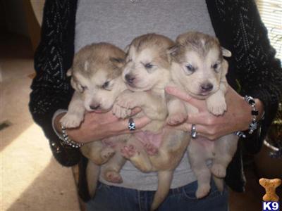 Wolf Dog Puppies for Sale
